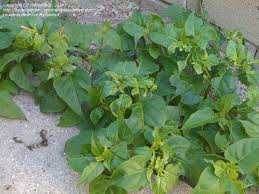 One came up and i can't remember what seeds i planted. Plant Identification Closed Fast Growing Leafy Green Plant With Purple Flower Buds 1 By Deliverator