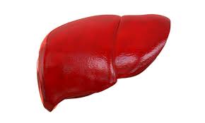 healthy liver images browse 469