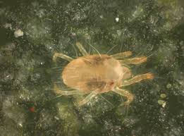 Spider Mite Pests Of Western Australian Plants Agriculture