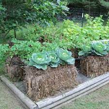 using cereal straw bales in home gardens