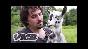 Katahdin sheep, breeds of goats, meat goats for sale, best backyard chickens, raising goats for milk. Cute Pygmy Goats The Cute Show Youtube