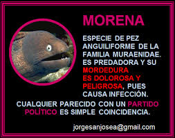 Jorge San José Alcalde / Marketing & Communications - MORENA Especie de pez  anguiliforme de la familia Muraenidae. Es predadora y su mordedura es  dolorosa y peligrosa, pues causa infección. Cualquier parecido