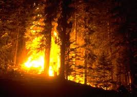 Image result for wild fires