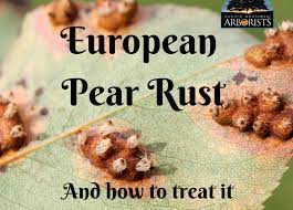 european pear rust a juniper fungus