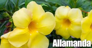 New decorative artificial fake yellow daisy flower 21 grass bush for house decoration type: Allamanda Plant Care Growing The Bush Allamanda Flower