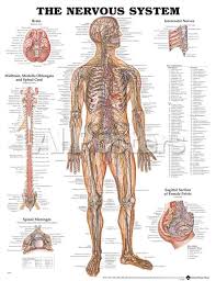 The Nervous System Anatomical Chart Poster