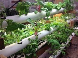 Vertical Hydroponics Grow More In Less