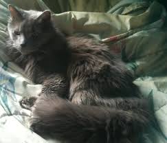 The nebelung cat is an american breed created by a woman named cora cobb. Nebelung Wikipedia