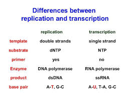 Dna Replication Vs Rna Transcription Chemistry Organic