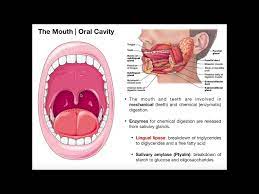 anatomy physiology of the cavity