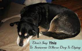 say this to someone whose dog is dying