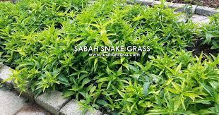 Equisetum hyemale miniature bamboo plant (scouring rush, rough horsetail, snake grass). Herbs Info Sabah Snake Grass Healing Benefits