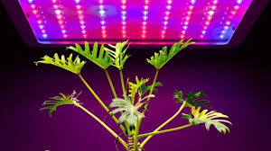 Comparing types of artificial light on plant growth. The 13 Best Houseplants For Growing Under Artificial Light