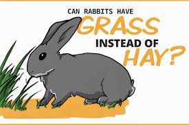 your rabbit eat gr from your yard