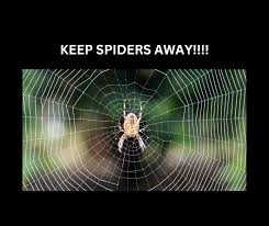 keep spiders away from your home