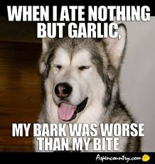 Funny Easygoing Dog Meme: &quot;When I ate nothing but garlic, my bark ... via Relatably.com