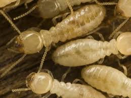 Has delivered on the promise of safe, effective and affordable elimination of nuisance insects and animals from homes and businesses. Keokuk Termite Pest Control Inc Keokuk Ia