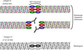 Glomerulus Basement Membrane An