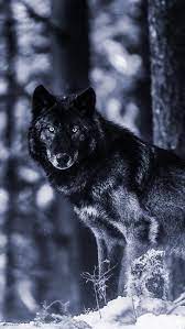black wolf snow hd phone