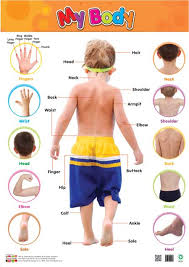 Front Back Educational Charts Body Parts Educational