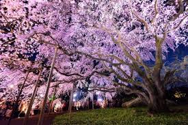 rikugien cherry blossom light up 2023