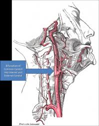 Not easily seen on this model. Vascular Pathologies Of The Neck Physiopedia