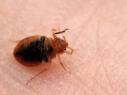 more bed bugs spotted in queens subway