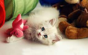 Hd Hintergrundbilder Cute Baby Cat Cute ...