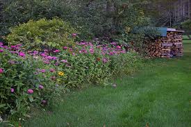 low maintenance landscaping with