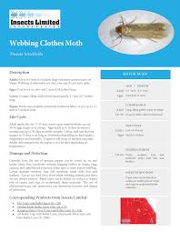 webbing clothes moth what to know