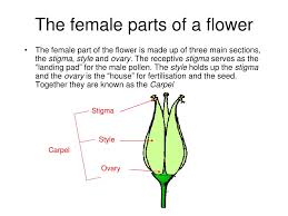Stamens are the male reproductive parts of flowers. Ppt Flower Morphology Powerpoint Presentation Free Download Id 3614831