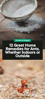 12 great home remes for ants