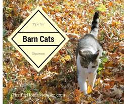 barn cats tips for success