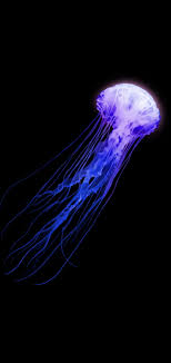 jellyfish abstract colorful fish