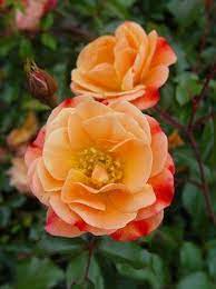 rosa flower carpet amber amber flower