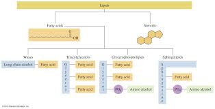 Figure With Different Classifications Of Lipids Metabolic