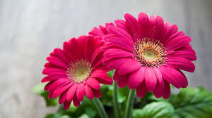 beautiful flower symbol of freshness