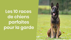 10 races de chiens parfaites pour la