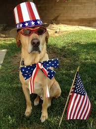 Image result for 4th of july animals