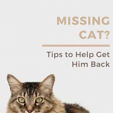 I'm sure its hoomin will be thrilled to have his master back! 10 Helpful Tips For How To Find A Lost Or Missing Cat Pethelpful By Fellow Animal Lovers And Experts