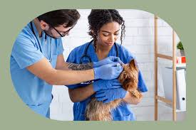 Veterinary assistants care for animals under the supervision of a veterinarian or veterinary technician. Veterinary Assistant Job Description Becoming One Top Trade School