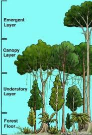 rainforest understory adaptations