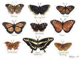 Butterflies Field Guide Classification Chart Watercolor Art