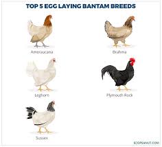 The Complete Guide To Bantam Chickens Is This The Right