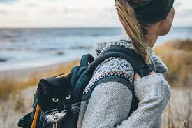 Here are some of the best cat backpacks we found. The 25 Best Cat Backpacks Of 2020 Safe Sound Pet