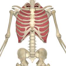 Surgery to correct poland syndrome involves reconstructing the missing chest muscles using existing muscle. Internal And External Intercostal Muscles