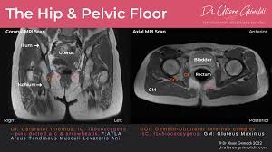 the hip and pelvic floor let s get it