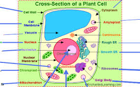 united states of plant cell by erik enzmann