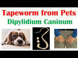 tapeworm infection from pets