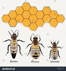 1 803 bee queen drone images stock